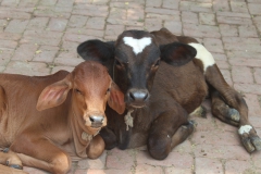 Beautiful-Calves